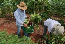 Agricultura familiar tenta aprovar PL emergencial que atenda necessidades do setor